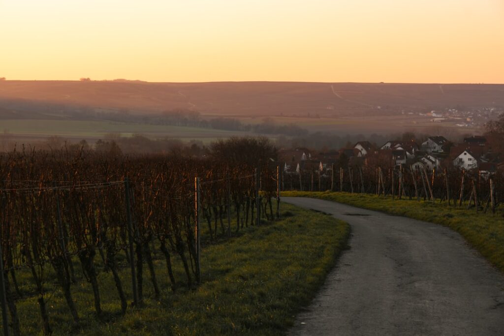 Country road vineyard rolling hills sunrise