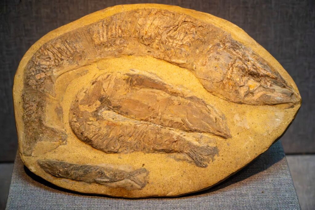 Geology museum fossil display Capellini