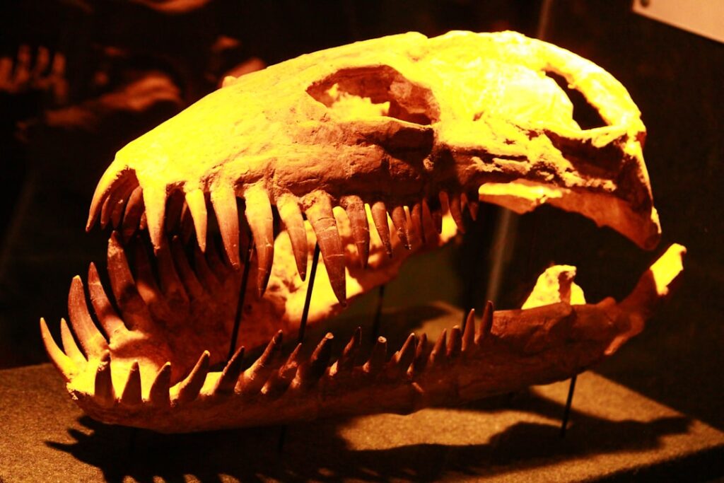 Paleontology exhibit dinosaur bones closeup